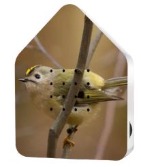 Relaxhound Zwitscherbox LE Spring 24 Goldcrest 