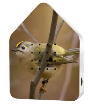 Relaxhound Zwitscherbox LE Spring 24 Goldcrest 