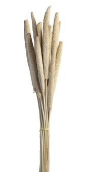 Leonardo Bund/15 Babala 60 Natur Salerno 